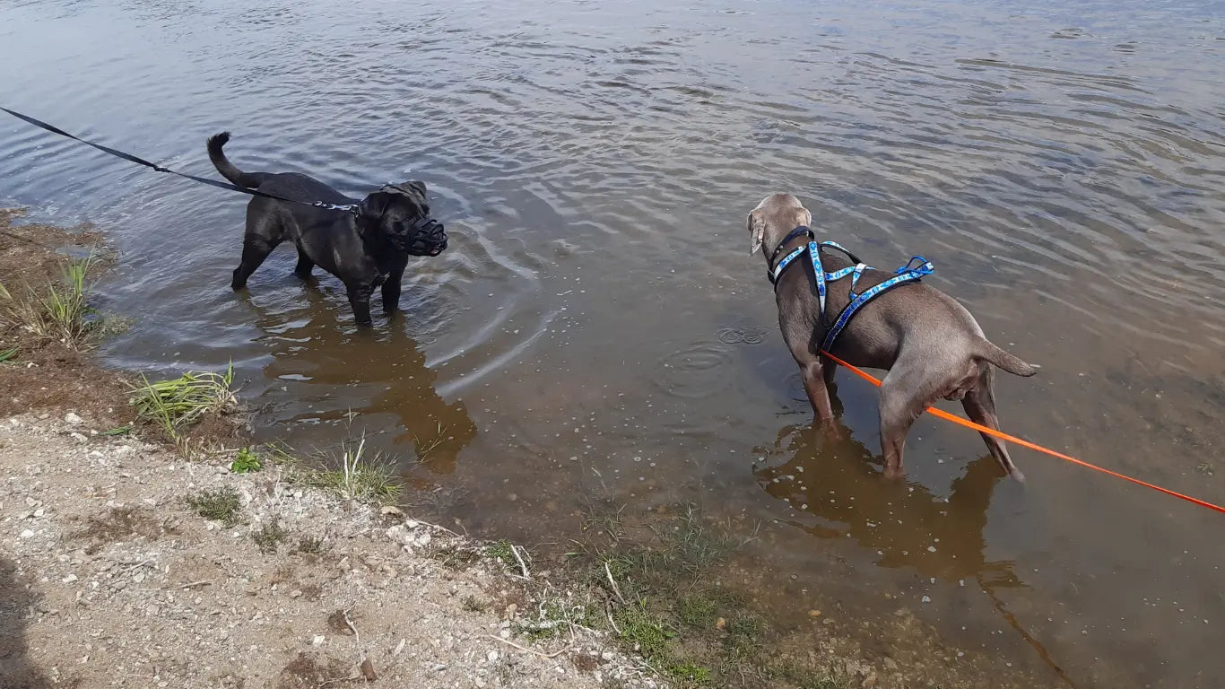 Cane Corso et Braque de Weimar avec colliers, laisse réglable et longe en biothane dans l'eau