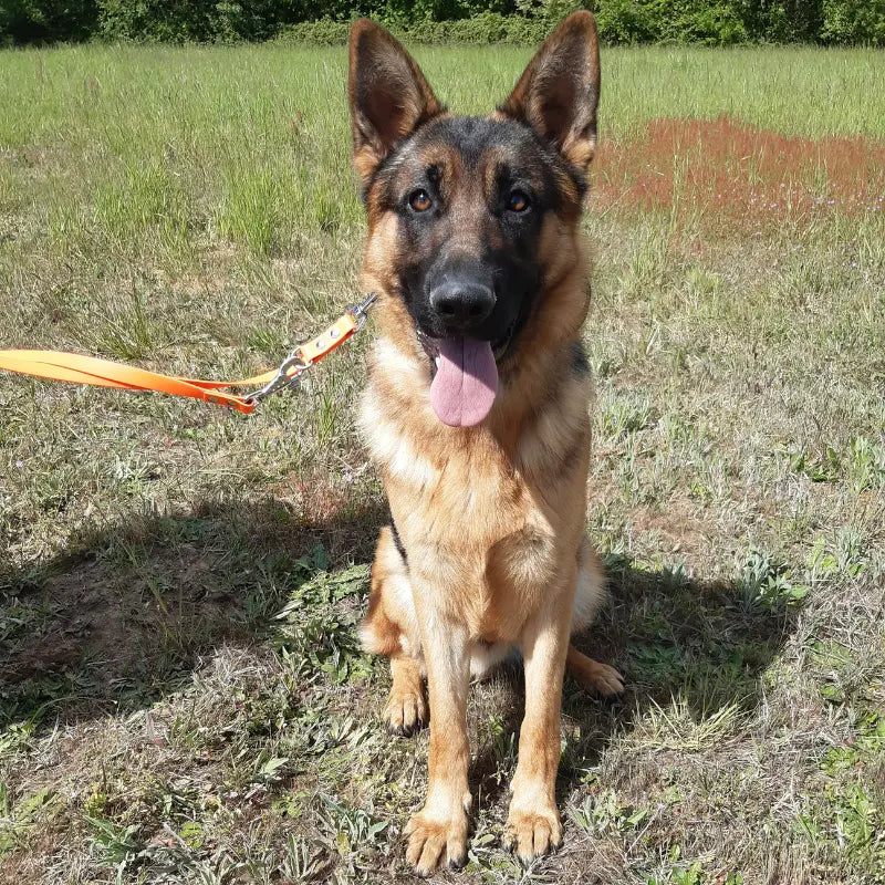 Berger Allemand en éducation canine portant un collier et une laisse en Biothane