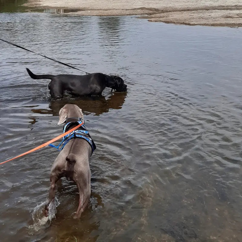 Cane Corso et Braque de Weimar dans l'eau avec colliers, laisse et longe en Biothane