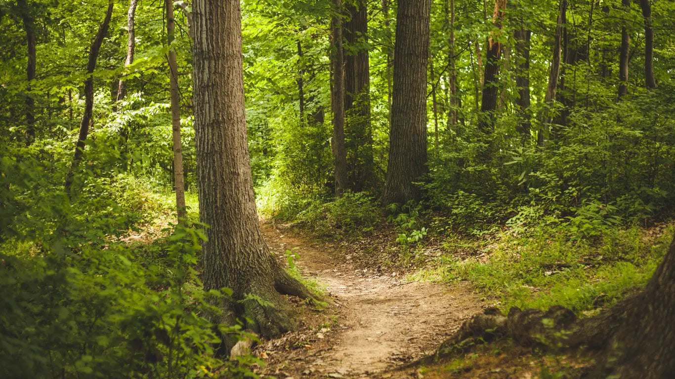 Chemin en pleine forêt