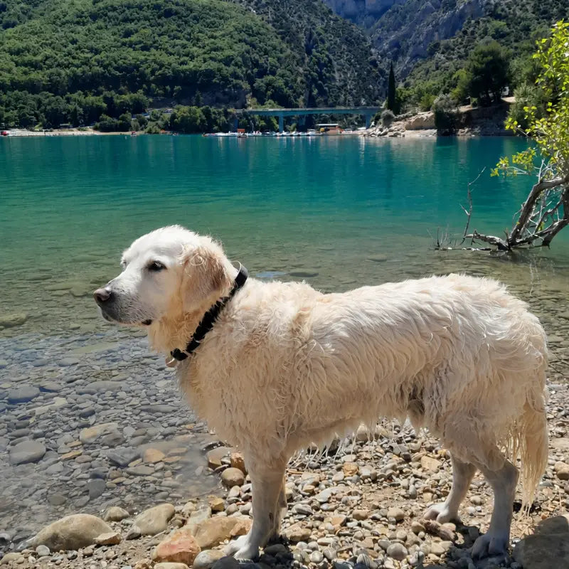 Golden Retriever au bord d'un lac de montagne, portant un collier poignée noir en Biothane®.