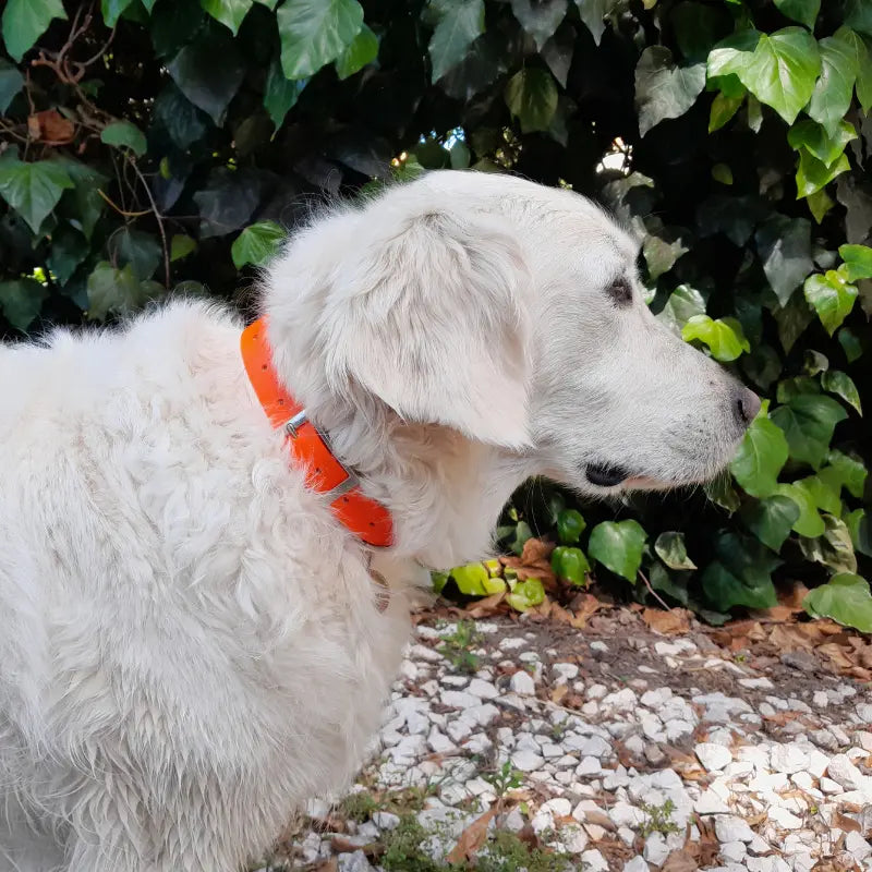 Chien de profil portant un collier classique KLYP en Biothane® orange.