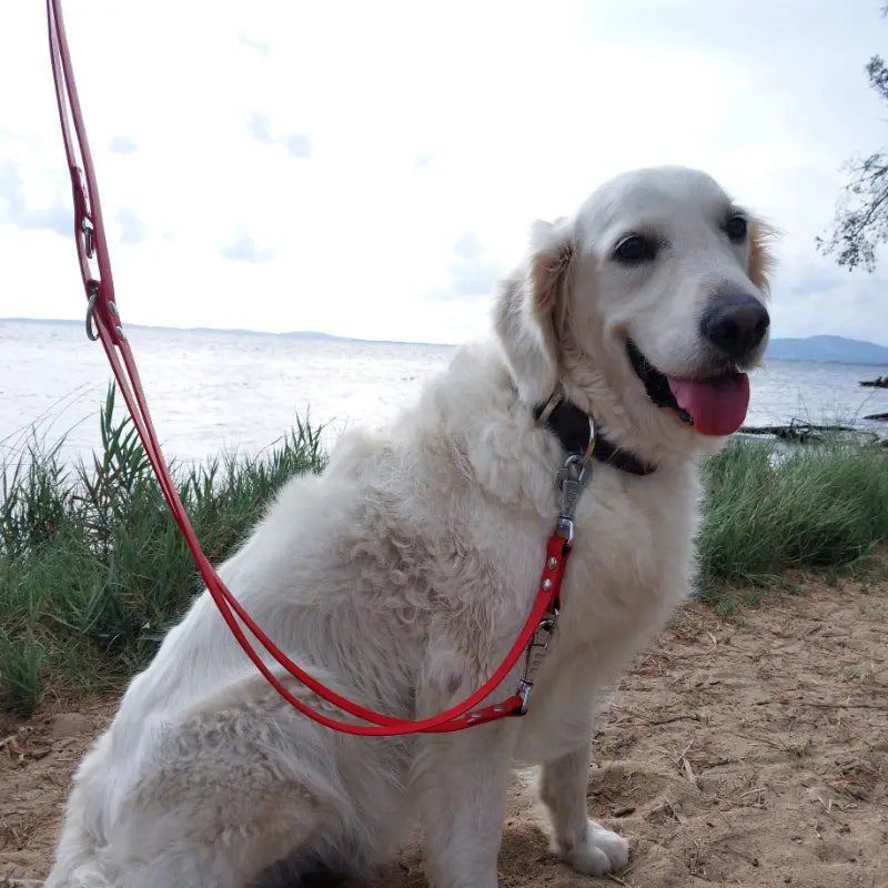 Golden Retriever assis de profil regardant l'objectif, équipé d'un collier et d'une laisse en Biothane®.