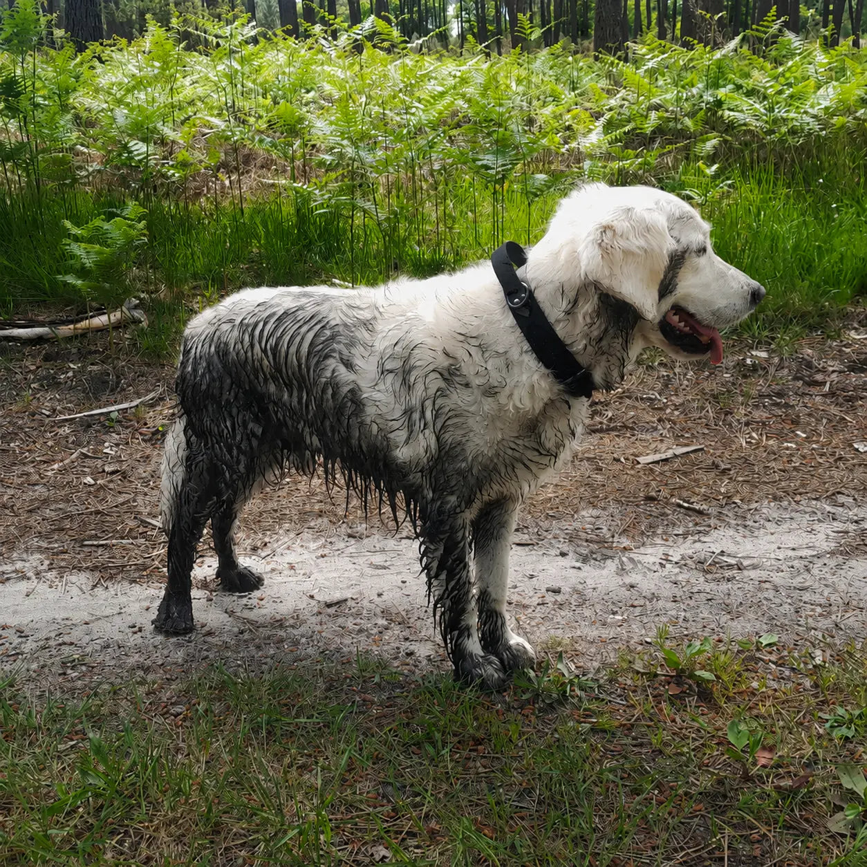 Chien couvert de boue lors d'une sortie en forêt, portant un collier poignée noir en Biothane®.