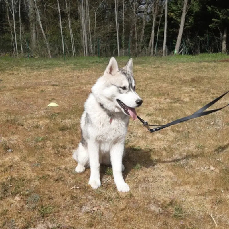 Husky en éducation canine portant un collier et une laisse en Biothane