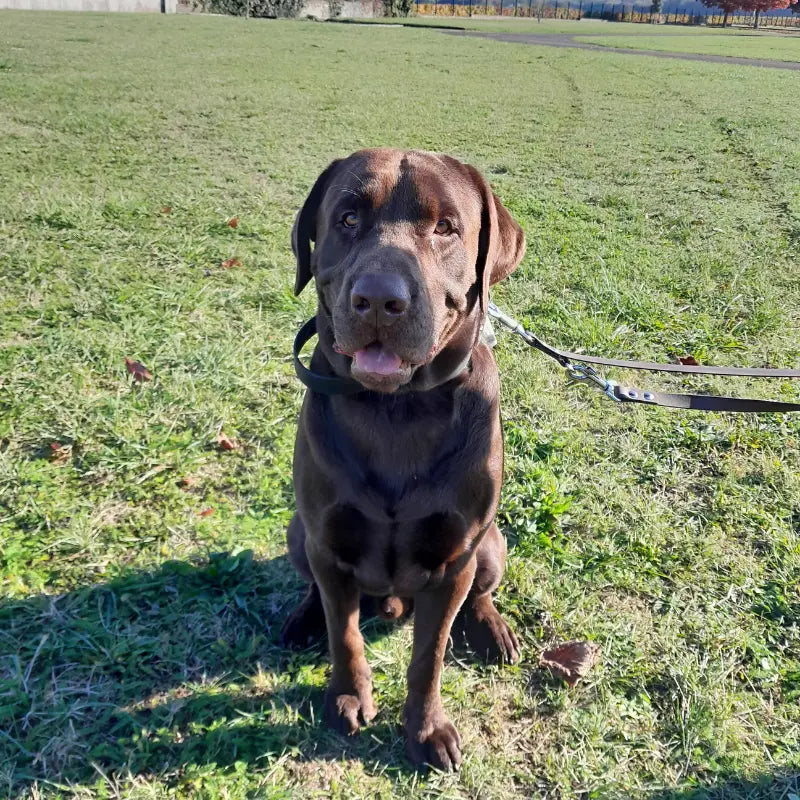 Un Labrador chocolat en éducation canine portant un collier  avec poignée et une laisse en Biothane