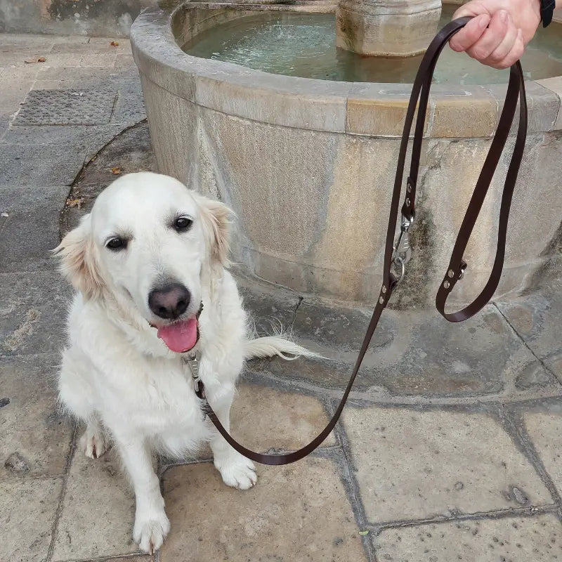 Chien assis avec une laisse réglable KLYP en Biothane® mise en avant lors d'une sortie en extérieur.