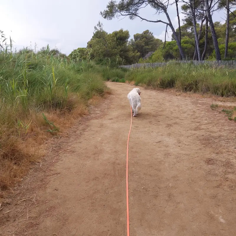 Chien marchant sur un chemin de nature au bout d'une longe orange en Biothane®.