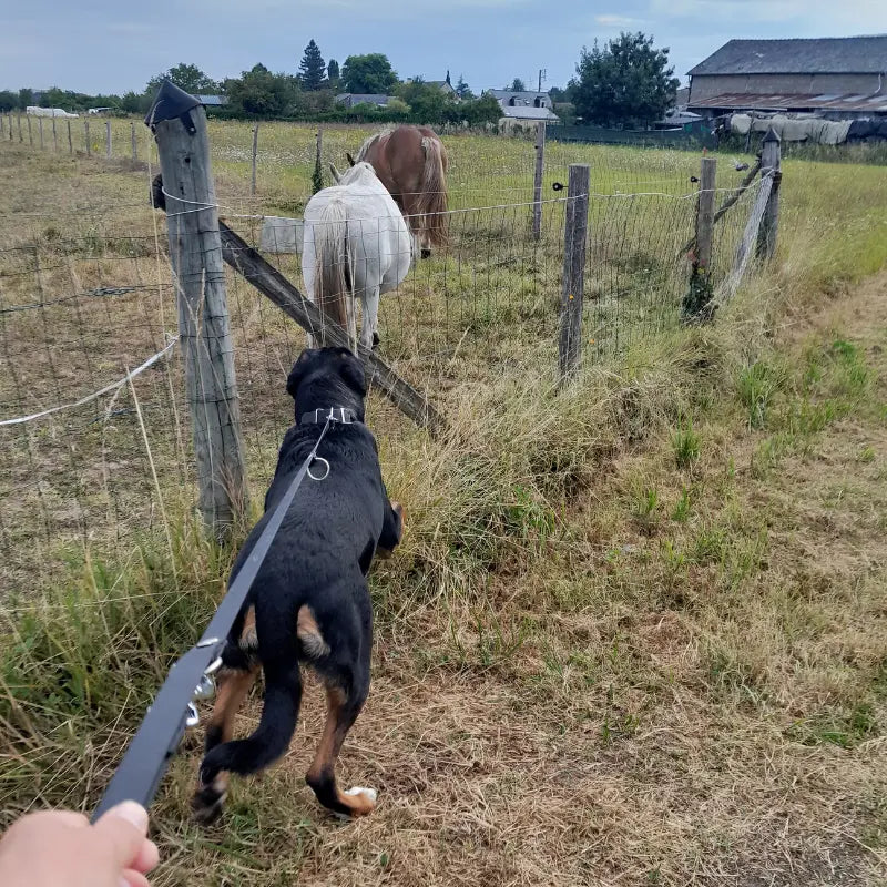 Un Grand Bouvier Suisse équiper d'un collier et d'une laisse en biothane en traction