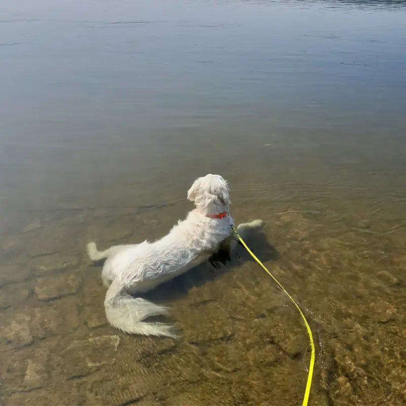 Un Golden Retriever équipé d'un collier et d'une longe en Biothane dans l'eau