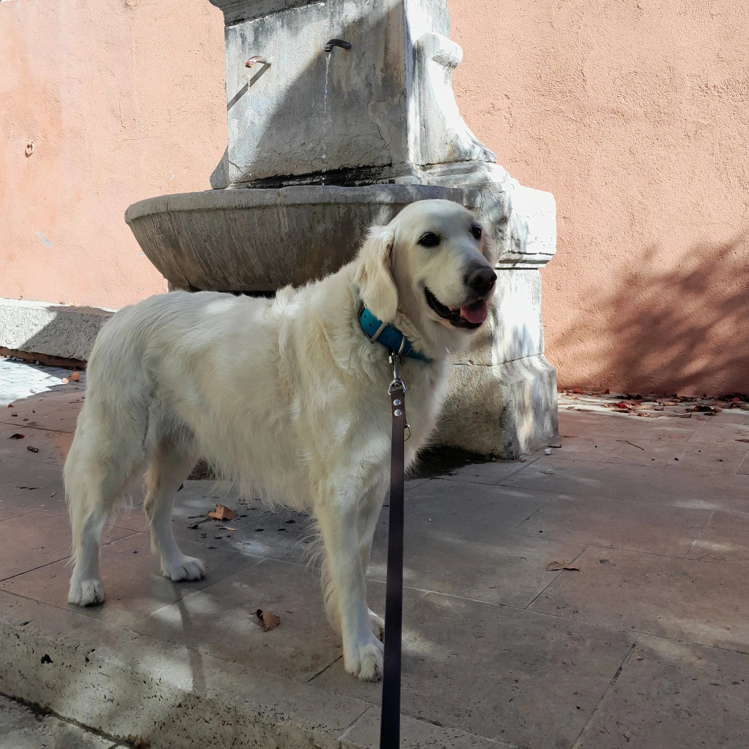 Nitro, Golden Retriever ambassadeur de KLYP, portant un collier bleu en Biothane® attaché à une laisse réglable marron en Biothane®, lors d’une sortie en ville.