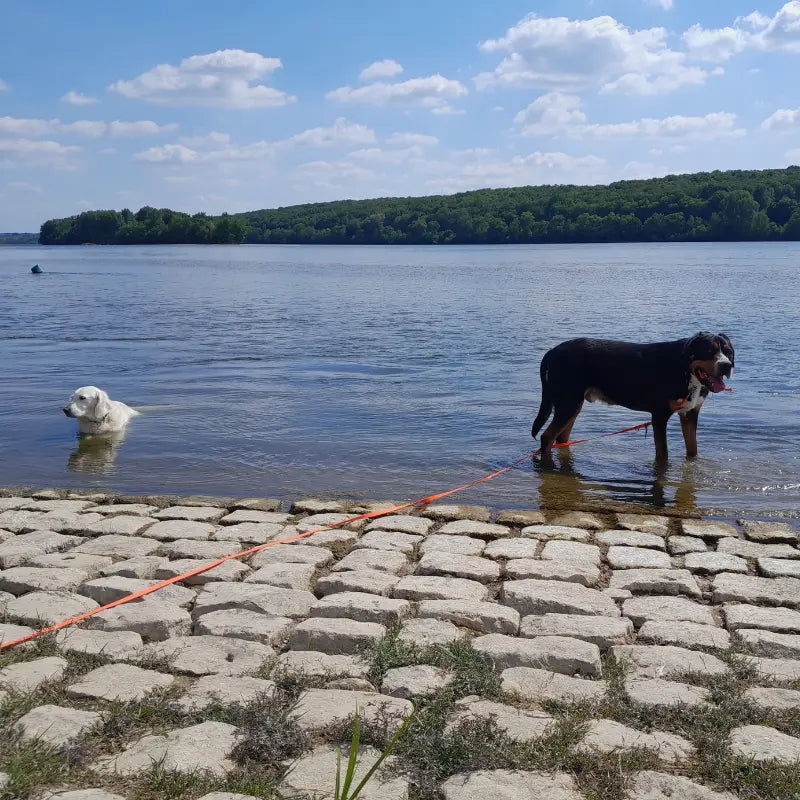 Un Grand Bouvier Suisse et un Golden Retriever dans l'eau portant des colliers et une longe en biothane