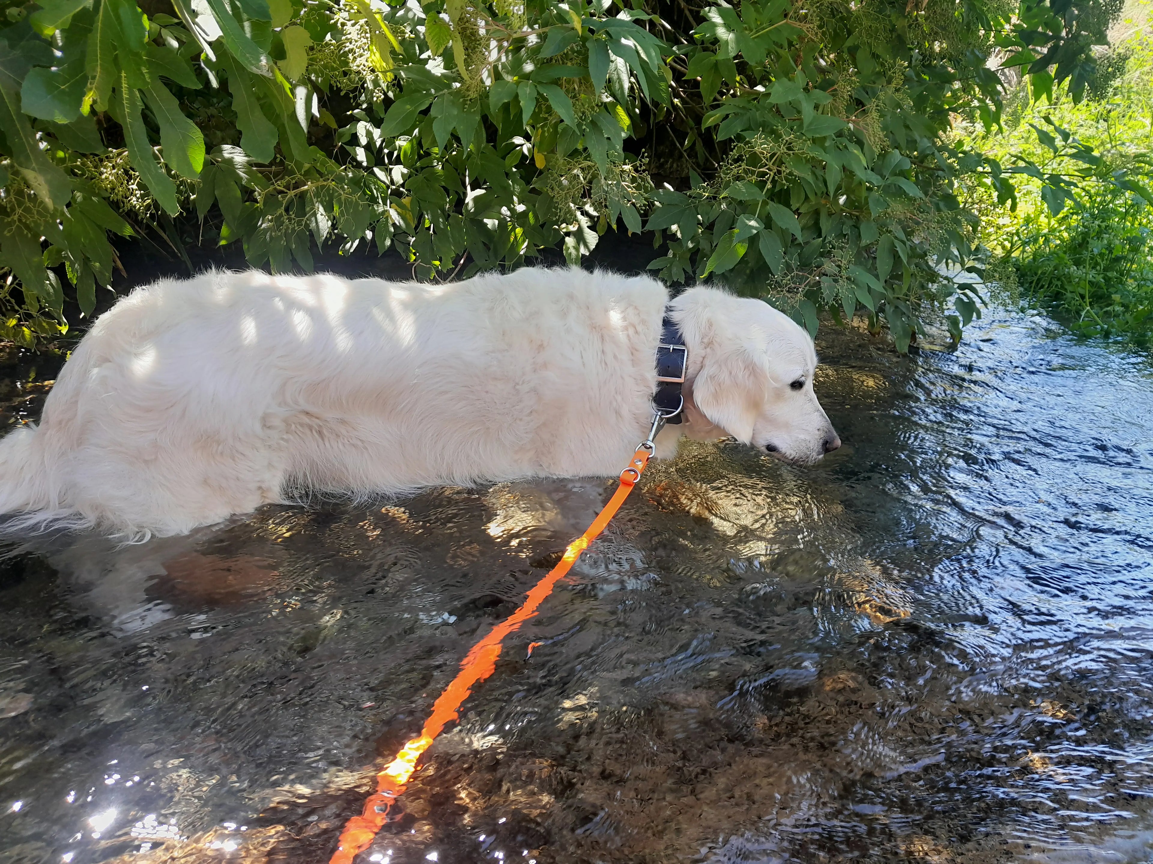 Nitro, Golden Retriever, debout dans une rivière, portant un collier poignée noir en Biothane® attaché à une laisse réglable orange en Biothane®.